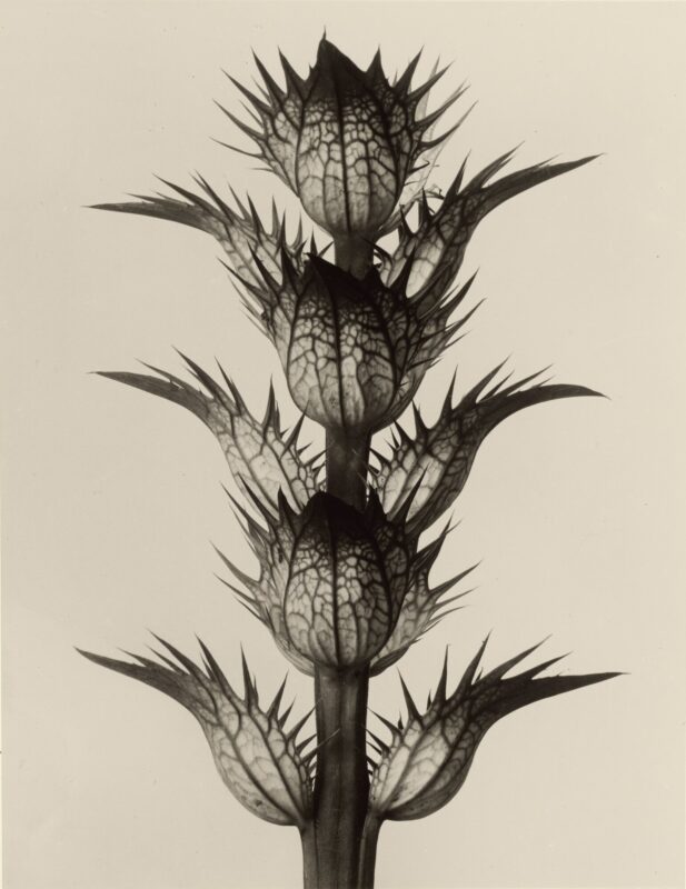 Acanthus — edition of 20